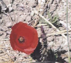Poppies by Jane Weir Poems about war and conflict are often written from the viewpoint of: MEN or WOMEN?