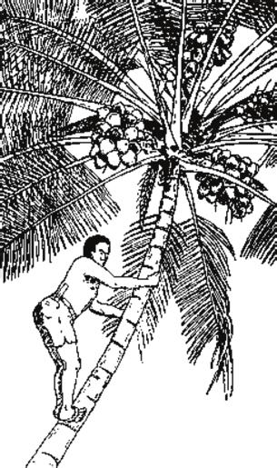 sumolo!3ba+.7% n. lata. steps, e.g. steps cut in a coconut tree. Pita mwe te sumolo lan liióó Pita i katem lada long stamba blong kokonas Peter cut steps into the coconut tree sumyoh adj. laki.
