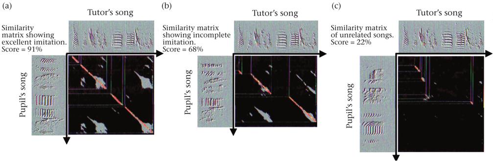TCHERNICHOVSKI ET AL.: MEASURING SONG SIMILARITY 9 Figure 5. Similarity scores for three pairs of tutor pupil songs. Each pair shows a different degree of similarity.