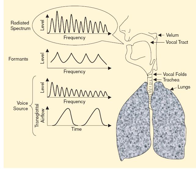 2.2 Acoustics of the Singing Voice a) The Voice Source The voice organ includes the lungs, larynx, pharynx, mouth and nose.