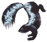 If you re a skunk, you lift your tail to