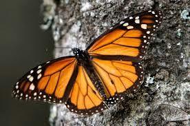 Example Page Order: Lepidoptera Common Name: Monarch Butterfly Family: Danaidae Date/Locality (top