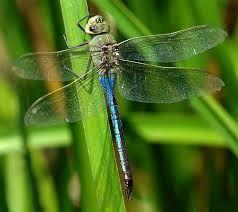 Example page Order: Odonata Common Name: Green Darner Dragonfly Family: Aeshnidae Date/Locality