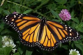 Example Page Order: Lepidoptera Common Name: Monarch Butterfly Date/Locality