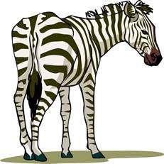 Compare the donkey and the zebra, We can compare donkeys and zebras