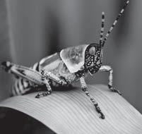 Insects That Glow and Sing Introducing the Read-Aloud 6A 10 minutes What Have We Already Learned? 5 minutes Ask students to name the common characteristics of all insects.
