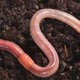 NECTAR WORMS TERTIARY CONSUMERS EATS