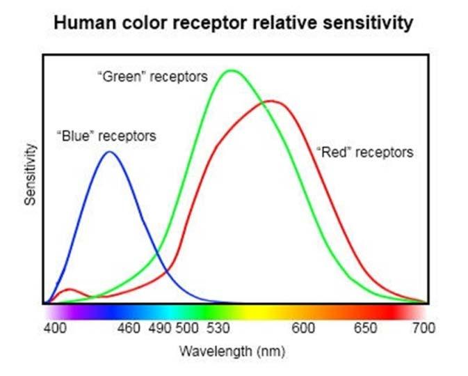 There are three different types of cones to see color and every type detects a different color: red, green or blue.
