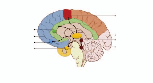 Anterior cingulate cortex (Emotion regulation) Medial prefrontal cortex (Recognition) Orbitofrontal cortex (Recognition) Amygdala (Emotion recognition) Primary motor cortex (Rhythm perception)