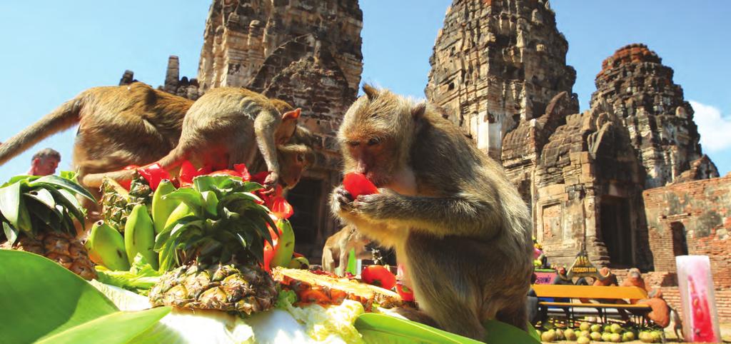 VIDEO JOURNAL: Monkey Business E Monkeys in Lopburi Before You Watch A You are going to watch a video about a monkey festival. Circle five words or expressions you think you will hear in the video.