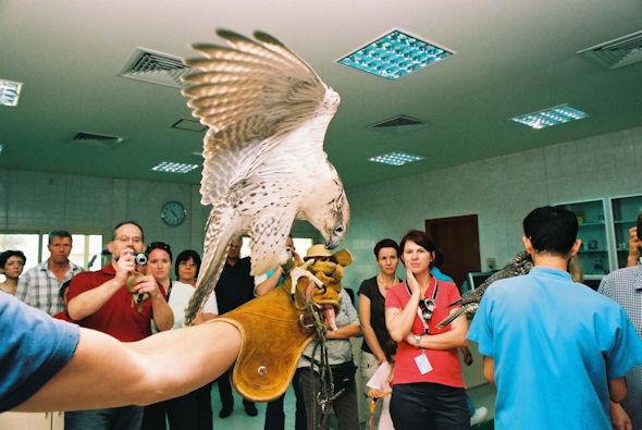 Known worldwide from TV and the media, the Abu Dhabi Falcon Hospital has opened its doors to visitors to experience the fascinating world of falcons and falconry.