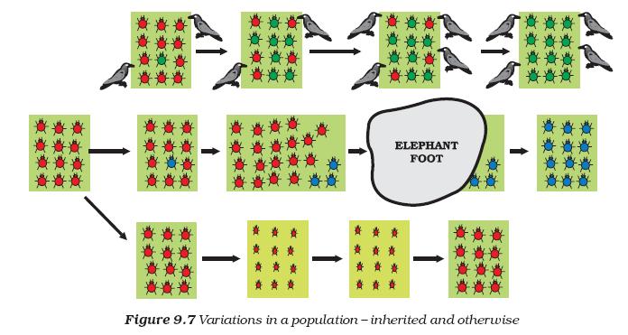 Figure 1 Variations in a population (Fig 9.7, Ch.