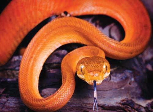 Chapter 1 Meet the Reptiles Amazon tree boa See this sleek and