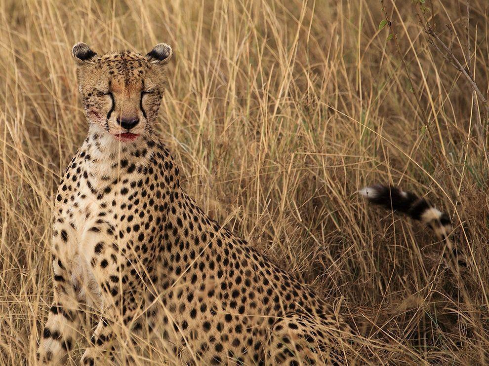 Cheetah, Serengeti Thursday 12/5/13 7.