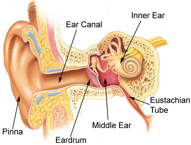 Tinnitus: An Overview What Is Tinnitus? Tinnitus tɪnɪtəs/tinədəs Pronounced TIN-uh-tus or tin-eye-tus, Oxford Dictionaries (n.d.) simply defines this condition as ringing or buzzing in the ears.