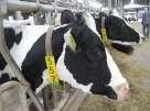 35/54 Cerinţe obligatorii pentru fermieri: Fermierii care deţin animale din specia bovine au următoarele obligaţii: 1.