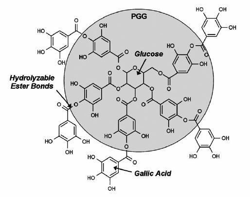 94. N. Olmo, J. Turnay, J. Herrera, J.G. Gavilanes şi A. Lizarbe, Kinetics of in vivo degradation of sepiolite-collagen complexes: effect of glutaraldehyde treatment, J. Biomed. Mater. Res.