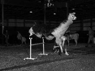 J is for jump. Llamas leap with no fuss. Photos courtesy of David Elmore One of the classes at the 4-H fair is Leaping Llama.