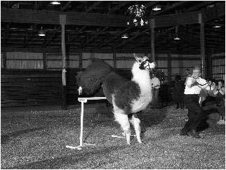 Another time you would make your llama jump is in your performance class, but those jumps are not as high as in a leaping class.
