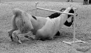 L is for limbo where llamas crawl on the ground. Photo courtesy of David Elmore Limbo is the class at the 4-H fair where llamas crawl under a barrier, and the goal is to see how low they will go.