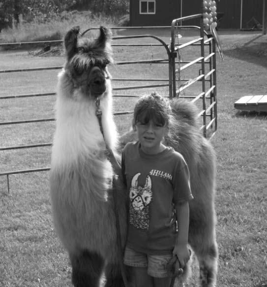 Llamas all have personalities of their own,
