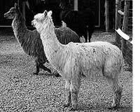 A is for alpaca used for wool, yarn, and goods. Photo courtesy of Spittin Creek Llamas and alpacas are social, herd animals that come from South America.