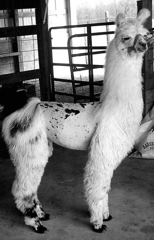 Other animals have very long, skinny tails that are used to chase flies away, but llamas primarily have tails to communicate to other llamas if they are happy and