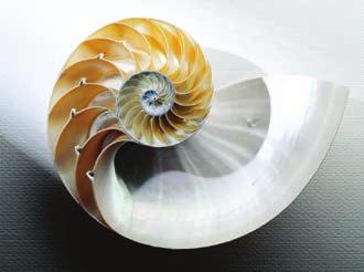 The Golden Ratio in Action The first embodiment of the Golden Ratio is a spiral shape.