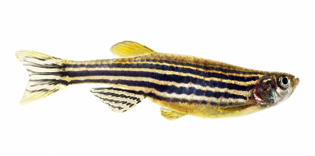 Sea Creatures Imagined & Real Examples OCean Creature s Name: Zebra Fish What do you think