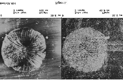 Results Figure 1 on the next page shows an resonance enhanced (AC) AFM scan captured during this experiment. The left (height) and right (phase lag) images were acquired simultaneously.