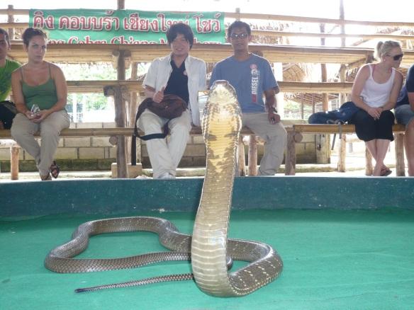But I d like to go there again. This is the most exiting place for me, snake show. There are many kind of snake such as king cobra.