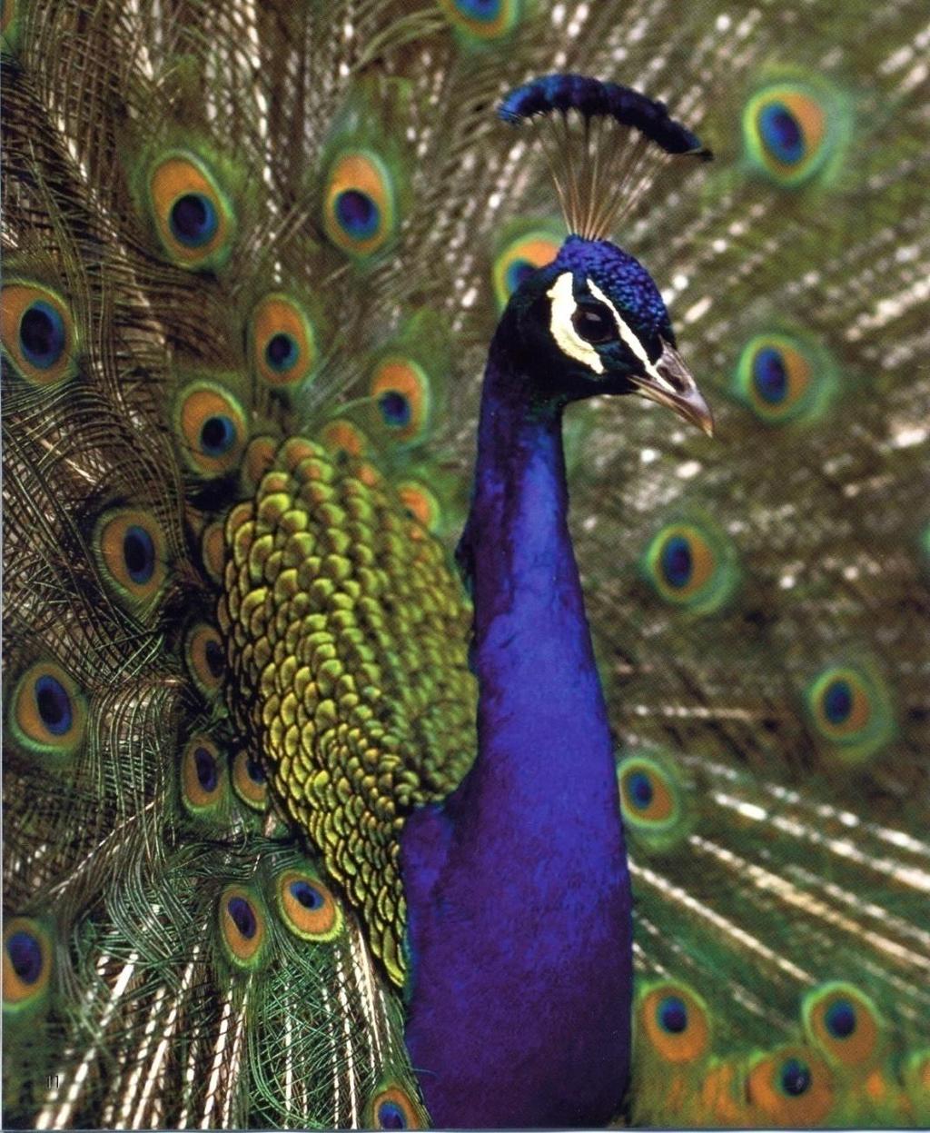 An Indian peacock extends