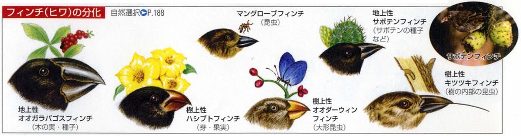 6 Finches Darwin observed the passerine birds (finches) in the Galapagos islands and found that the size and shape of their beaks were different from island to