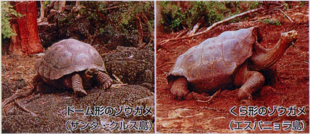 7 Galapagos Elephant Tortoise On one island, the elephant tortoise eats moss from the ground, and it has a domed shell.