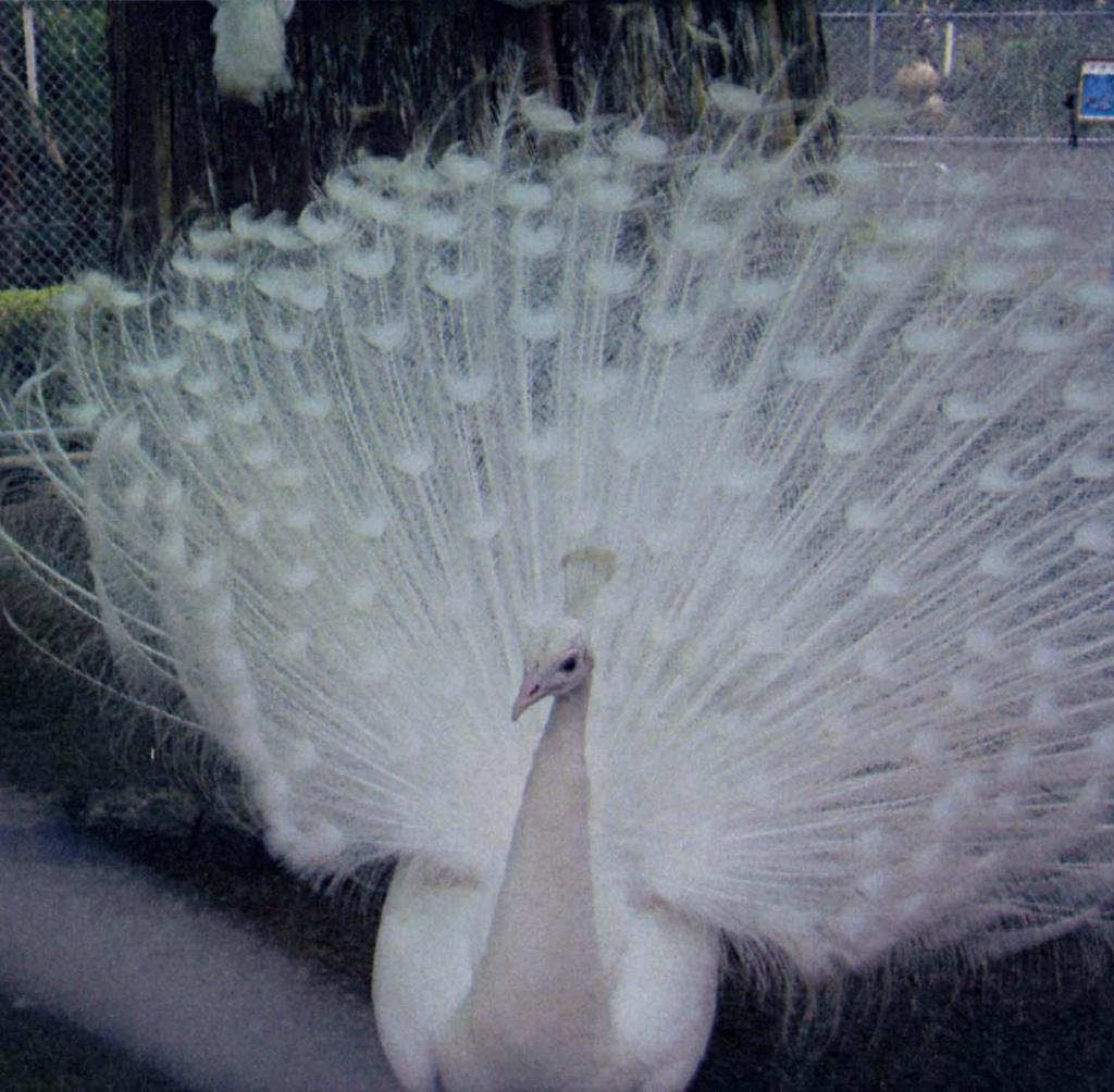 A peacock with