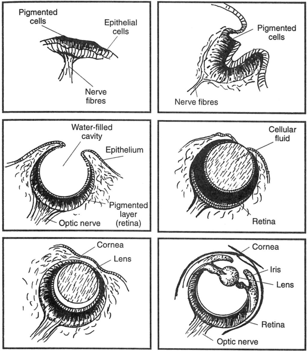 They explain that the eye evolved in order from 1 through 6.