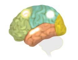 Where Does the Brain Hear? Left Hemisphere: Rhythm Music is processed in various areas of the brain, which change depending on the focus of the listener and his or her experience.