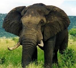 Subjects and URI Identifiers Elephants URI