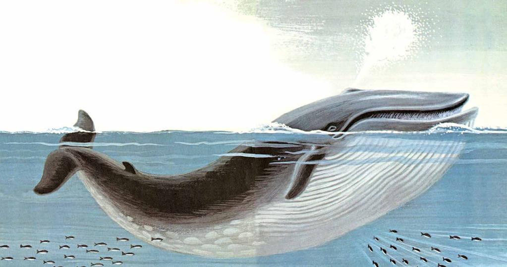What, oh what, can a giant whale do? It can swim.
