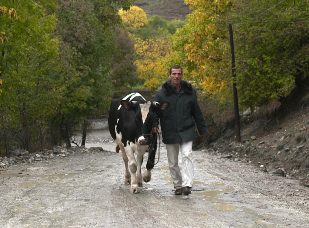 Holy Cow PG-13 Director: Imamaddin Hasanov Azerbaijan, Germany, Romania, Qatar / Azerbaijani, Persian / 2015 / 80 mins Tapdig decides to buy a cow from Europe to