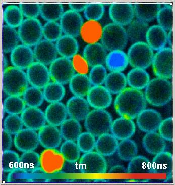 The image shown right shows the sum of the fluorescence and phosphorescence intensity. Fig. 8: Intensity images of yeast cells stained with a ruthenium dye.