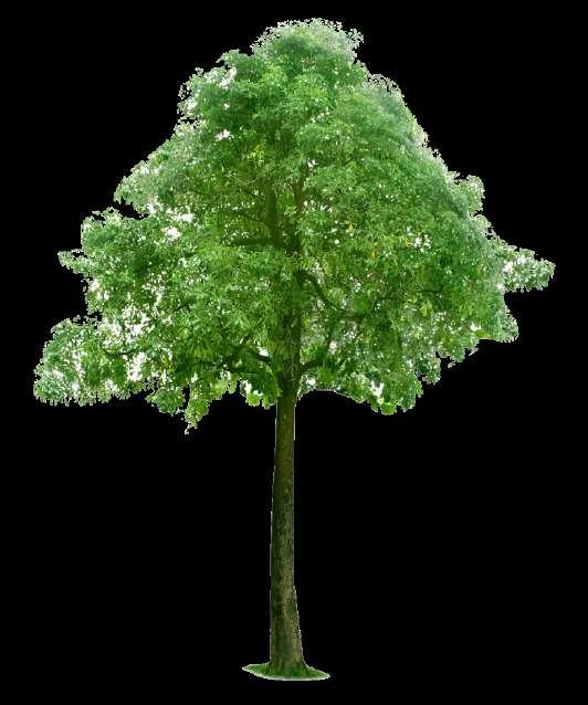 Arborescent Model The vertical growth