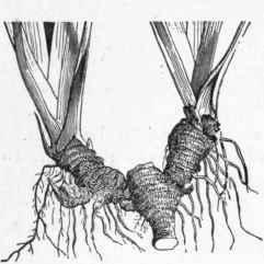 Rhizome: Definition a subterranean stem, A
