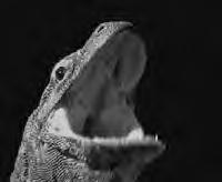 When Komodo dragons are frightened, they will throw up whatever is in their stomachs.