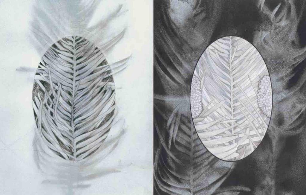 Figure 3. Emma Robertson, Wollemi Pine, 2009. Mixed media drawing, 44 x 28 cm. Private Collection.