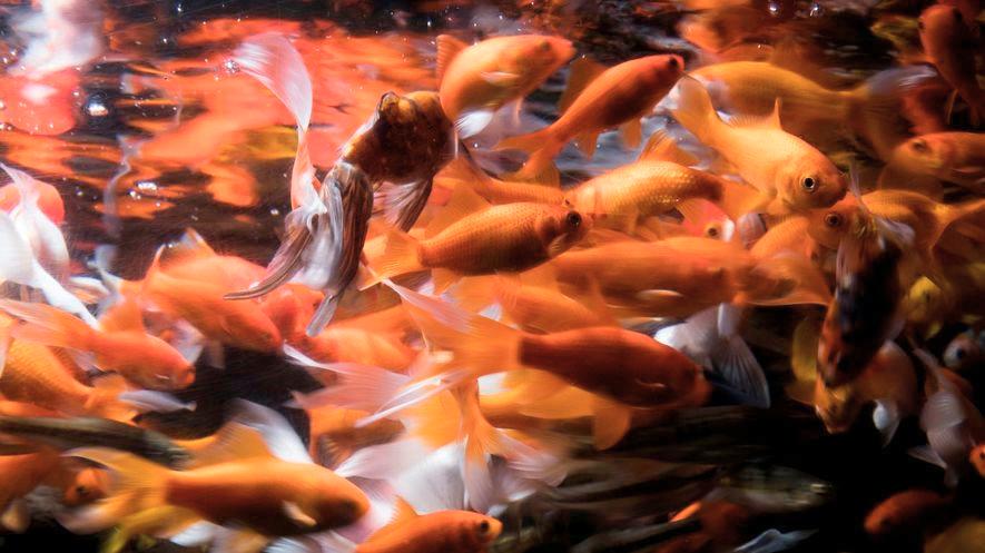 Paris aquarium offers haven for unwanted goldfish By Brice Le Borgne, Agence France-Presse 08/26/2018 Paris' biggest aquarium has created a refuge for goldfish.