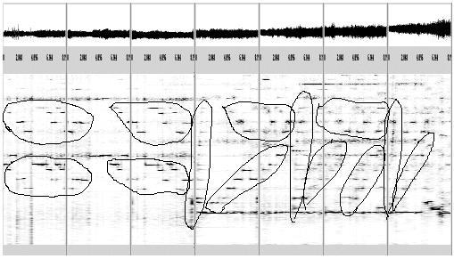 The scalogram is a zooming in on the lower portion of the spectrogram, labelled by L, (frequencies 125 to 1000 over 3 octaves with 64 voices per octave, frequency parameter = 125 and width parameter