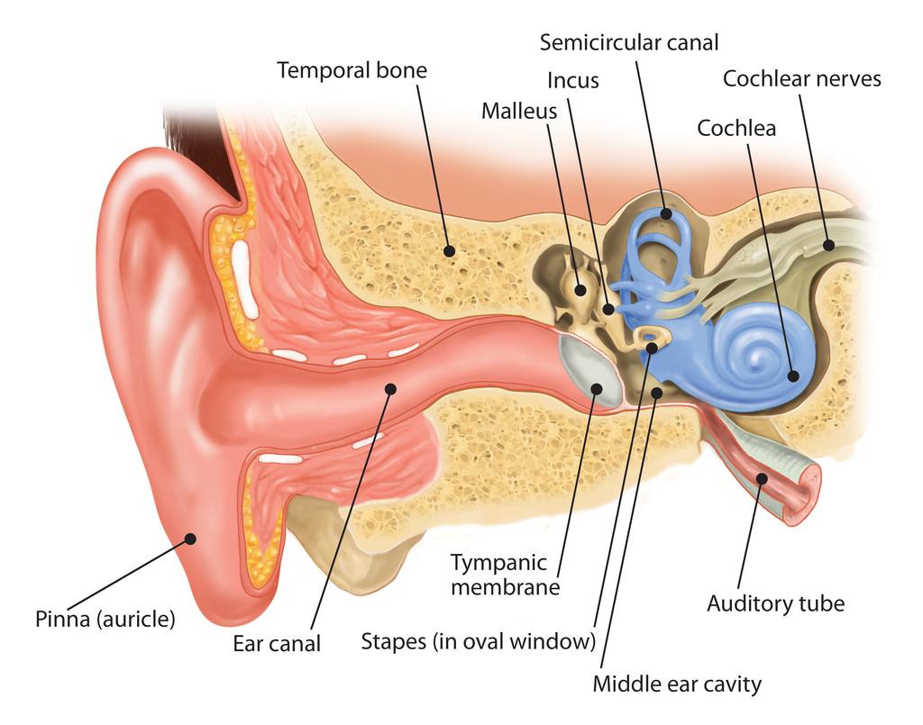 Figure: The human ear.