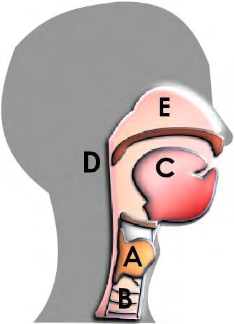 ocal sounds are made hen the vocal cords in the larynx (or voiceox) are set into viration y the air from the lungs rushing through them. )) ) ocal sound The Larynx A. Larynx (voiceox) B.