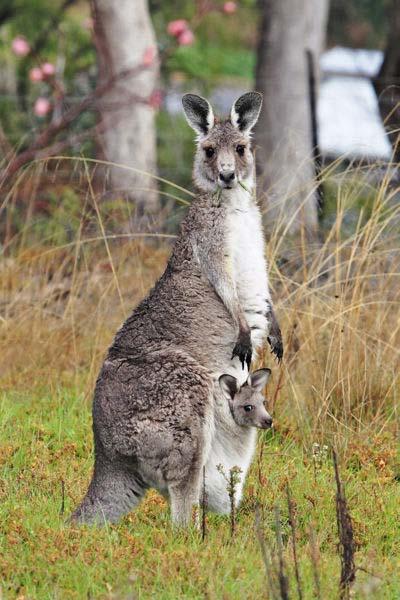 Kangaroo http://en.wikipedia.